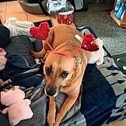 Tinky joined the competition — help win amazing prizes! dog, pet, heart_headband, plush_toy, blanket, couch, living_room, tile_floor, furniture, carpet, household_items, casual, relaxed, brown_dog, toy, indoor, comfort, cute, animal, playful