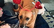 Tinky joined the competition — help win amazing prizes! animal, blanket, brown_dog, carpet, casual, comfort, couch, cute, dog, furniture, heart_headband, household_items, indoor, living_room, pet, playful, plush_toy, relaxed, tile_floor, toy