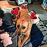 dog, pet, heart_headband, plush_toy, blanket, couch, living_room, tile_floor, furniture, carpet, household_items, casual, relaxed, brown_dog, toy, indoor, comfort, cute, animal, playful