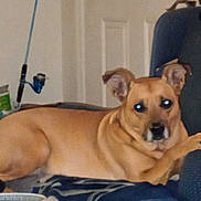 Tinky is registered to the contest to win money with this photo: animal, armchair, brown_dog, canine, cozy, curious, dog, domestic, fishing_rod, flash, furniture, home, indoor, living_room, looking, lounge, pet, relaxed, resting, seat