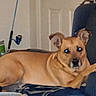 animal, armchair, brown_dog, canine, cozy, curious, dog, domestic, fishing_rod, flash, furniture, home, indoor, living_room, looking, lounge, pet, relaxed, resting, seat