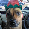 Tinky is registered to the contest to win money with this photo: animal, brown_dog, car_interior, closeup, companion, cute, dog, ears, elf_hat, festive, hat, indoors, looking_at_camera, pet, portrait, seat, snout, vehicle, whiskers, window