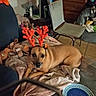 Tinky is registered to the contest to win money with this photo: animal, antler_headband, antlers, blanket, brown_dog, chair, couch, decor, dog, holiday, home, indoor, pet, plate, plush_toys, relaxed, sequin, tile_floor, window_blinds, wooden_furniture