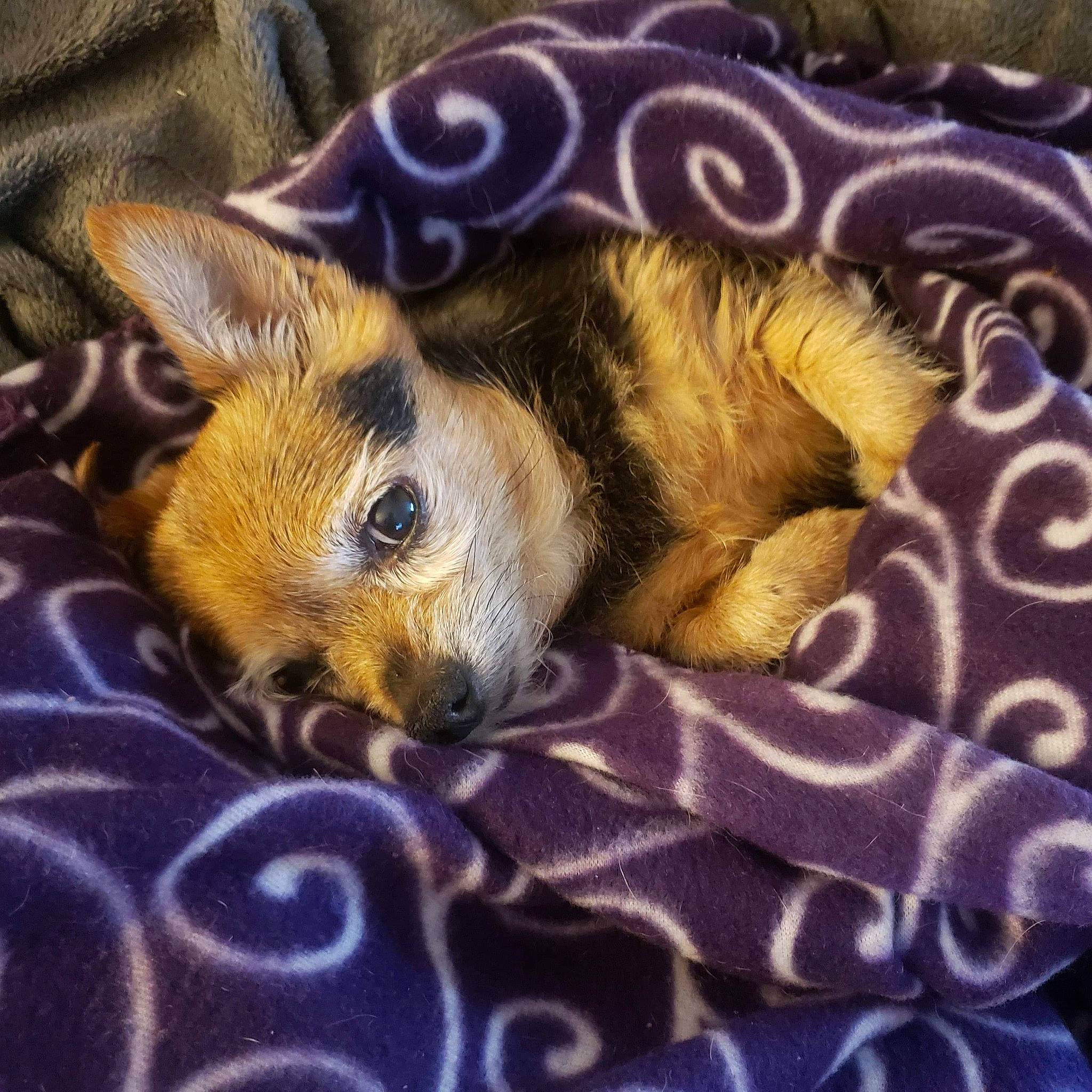 Miss Molly is registered to the contest to win money with this photo: canidae, carnivore, chihuahua, companion_dog, dog, dog_breed, fur, nap, puppy, puppy_love, sleep, snout, toy_dog, whiskers