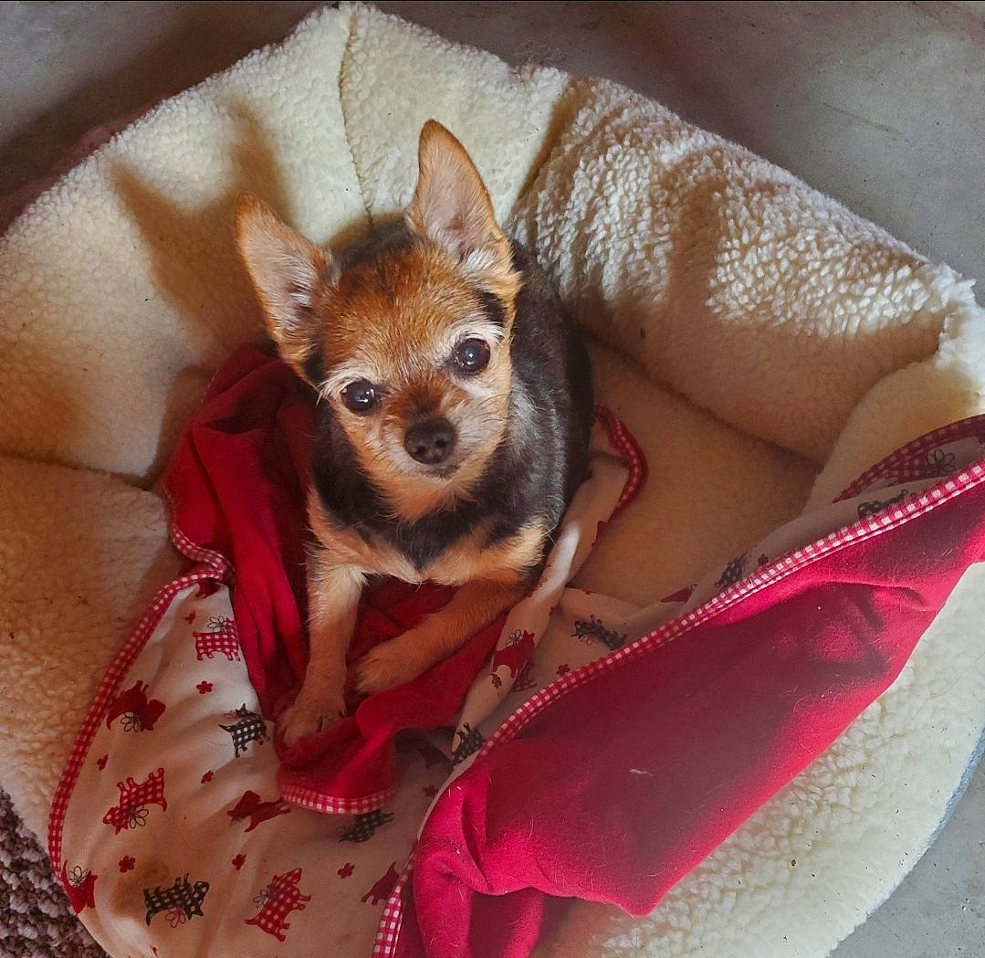 Miss Molly joined the competition — help win amazing prizes! beige, brown, canidae, carnivore, chihuahua, dog, dog_breed, dog_clothes, dog_supply, fawn, linens, liver, pet_supply, snout, strap, tan, toy_dog