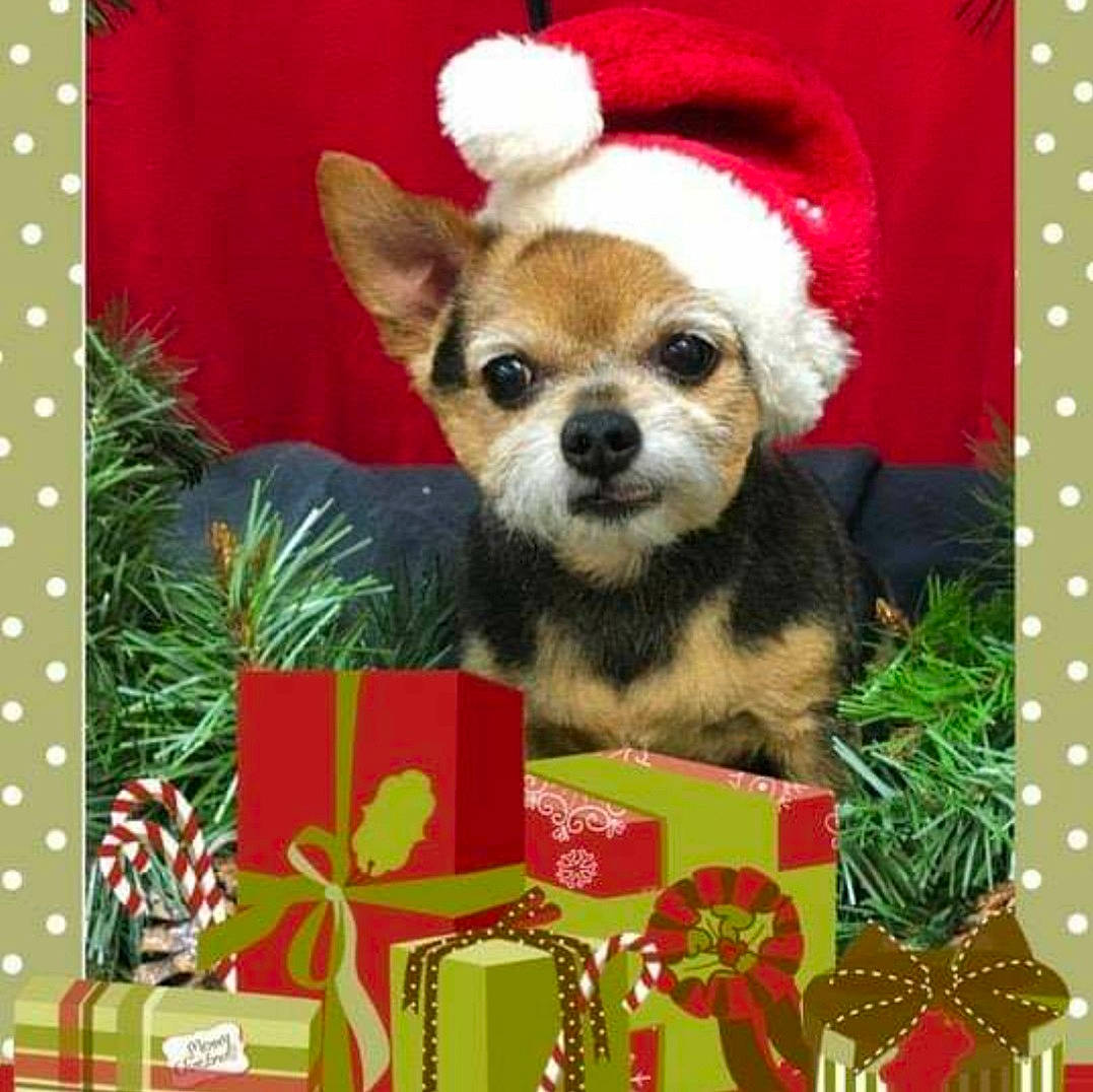 Miss Molly joined the competition — help win amazing prizes! canidae, carnivore, christmas, christmas_decoration, christmas_eve, companion_dog, dog, dog_breed, dog_clothes, dog_supply, fictional_character, holiday, pattern, pet_supply, polka_dot, puppy, small_terrier, snout, sporting_group, toy_dog