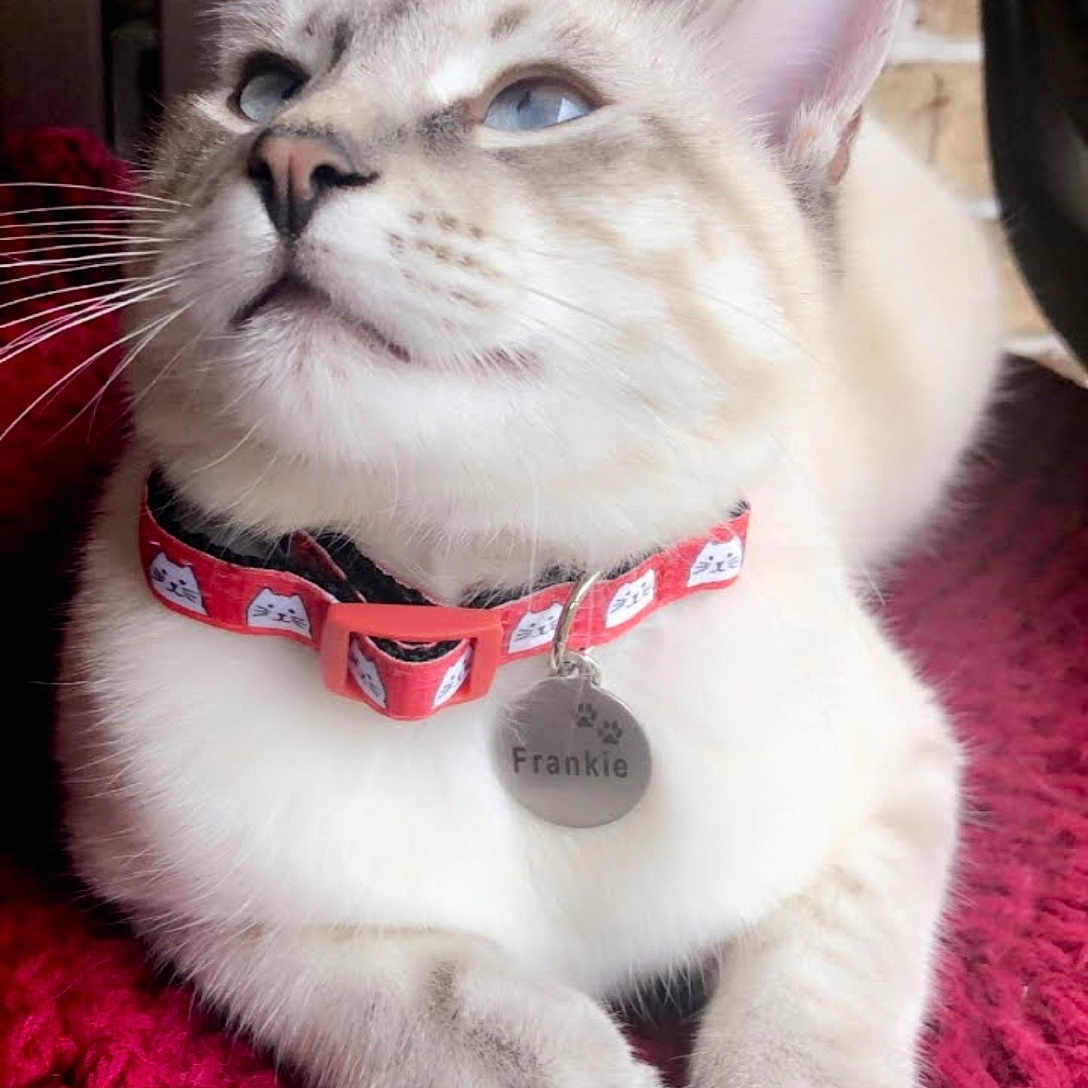 Frankie is registered to the contest to win money with this photo: animal, blue_eyes, cat, close_up, collar, cute, domestic_cat, feline, fluffy, friendly, indoor, knitted_blanket, paws, pet_tag, portrait, red_blanket, red_collar, relaxed, resting, whiskers
