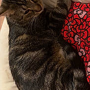 Ichigo is registered to the contest to win money with this photo: cat, tabby, animal, pet, feline, resting, cushion, blanket, red_pattern, striped_fur, indoor, wooden_floor, relaxed, sleepy, whiskers, ears, tail, comfort, cozy, closeup
