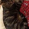 cat, tabby, animal, pet, feline, resting, cushion, blanket, red_pattern, striped_fur, indoor, wooden_floor, relaxed, sleepy, whiskers, ears, tail, comfort, cozy, closeup
