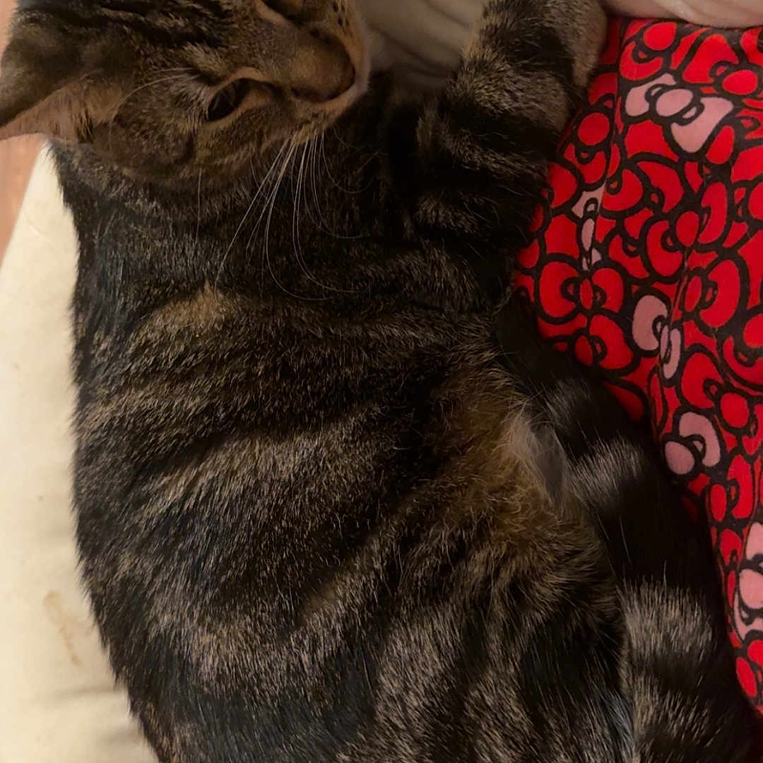 Ichigo is registered to the contest to win money with this photo: cat, tabby, animal, pet, feline, resting, cushion, blanket, red_pattern, striped_fur, indoor, wooden_floor, relaxed, sleepy, whiskers, ears, tail, comfort, cozy, closeup