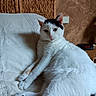 cat, white_cat, black_markings, bed, bedding, headboard, indoor, pet, feline, resting, relaxed, animal, fur, whiskers, ears, paw, sleepy, domestic_cat, household, cute