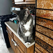 Chloe is registered to the contest to win money with this photo: cat, gray_cat, white_cat, domestic_cat, kitchen, countertop, wooden_cabinets, brick_wall, tile_floor, pet, feline, indoor, curious, sitting, looking_down, household, appliance, stove, natural_light, cozy