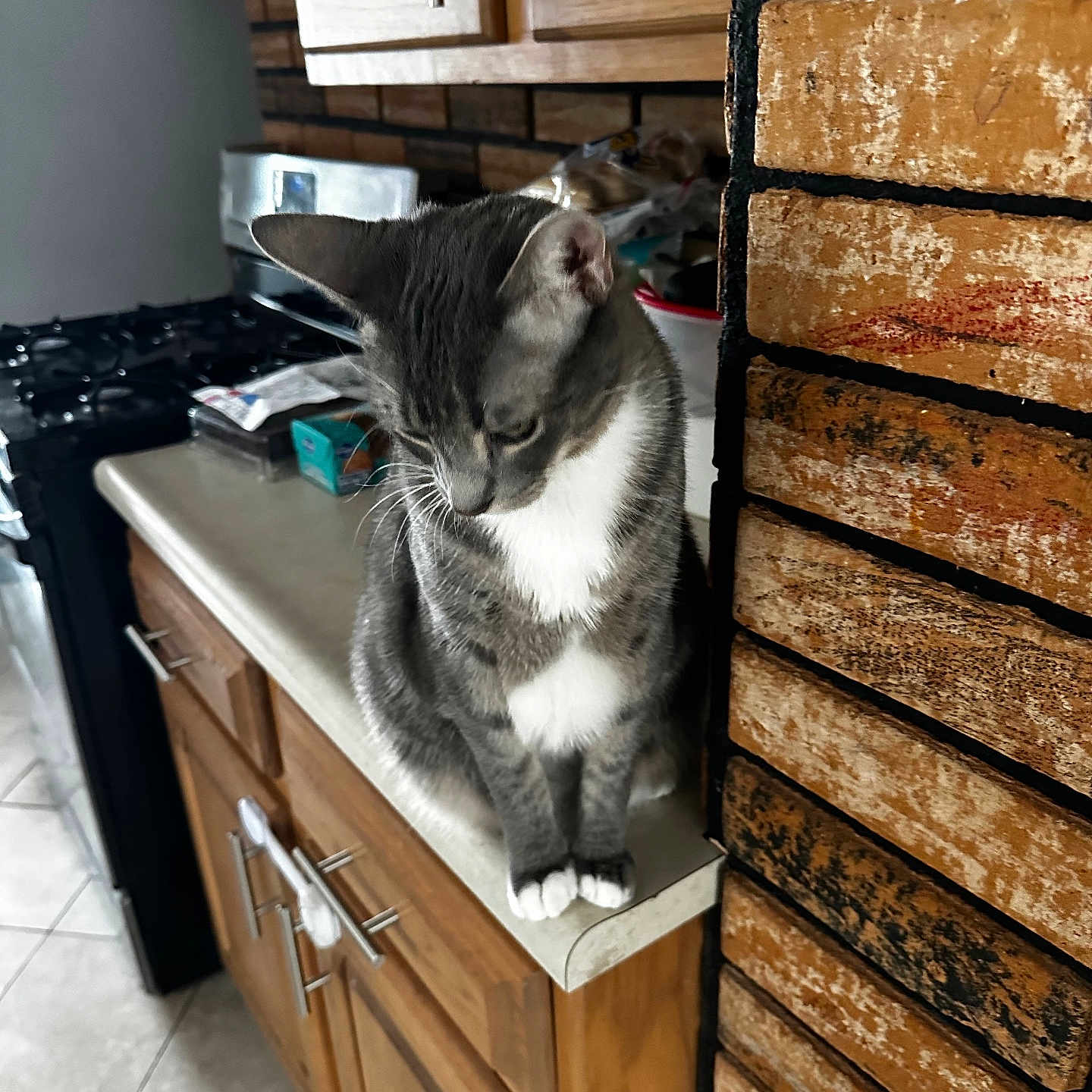 Chloe is registered to the contest to win money with this photo: appliance, brick_wall, cat, countertop, cozy, curious, domestic_cat, feline, gray_cat, household, indoor, kitchen, looking_down, natural_light, pet, sitting, stove, tile_floor, white_cat, wooden_cabinets