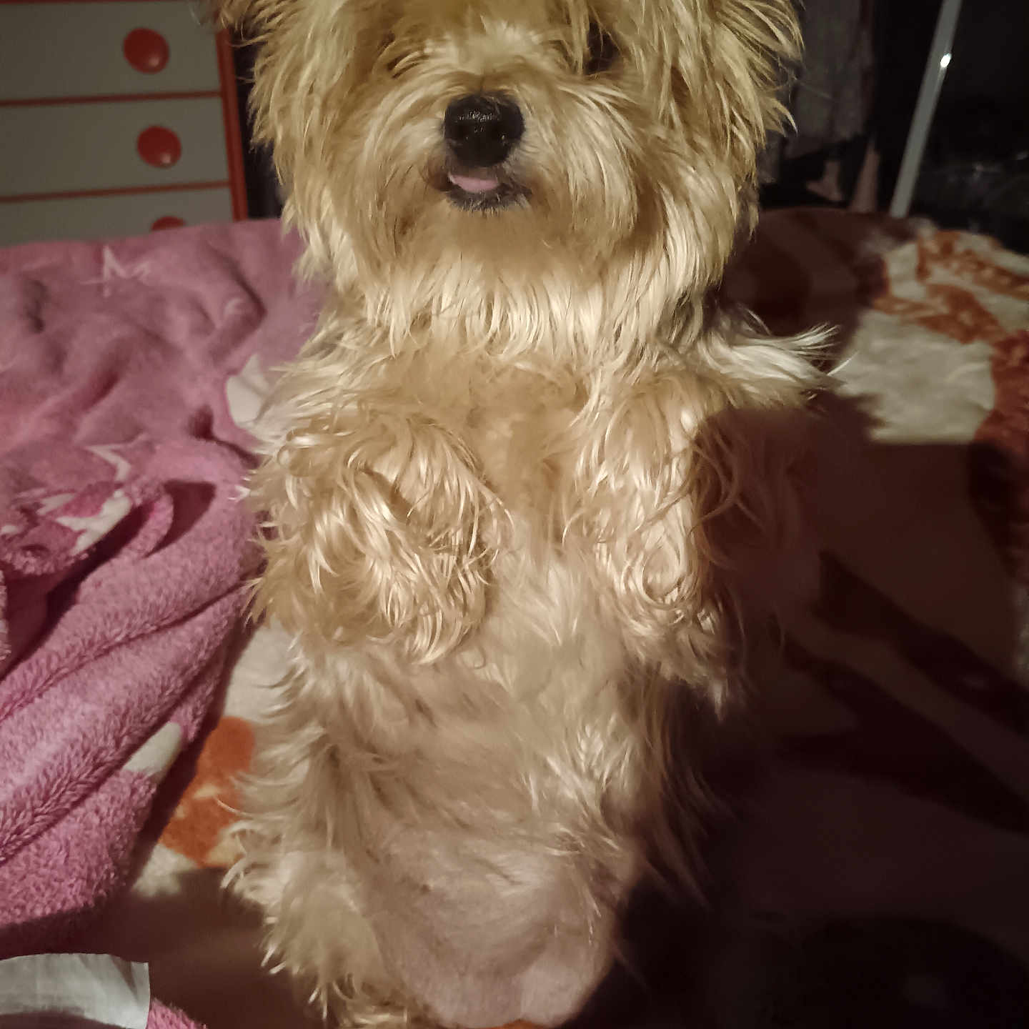 Roxy