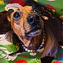 Sally is registered to the contest to win money with this photo: dog, dachshund, pet, animal, christmas, wrapping_paper, holiday, festive, pearls, necklace, cute, close_up, brown, snout, ears, indoor, celebration, decorations, skulls, santa_hat