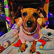 Sally is registered to the contest to win money with this photo: dog, small_dog, pearl_necklace, pink_clothing, blanket, holiday_blanket, christmas_theme, decorated_box, string_lights, purple_lights, indoor, cute, pet, animal, cozy, festive, wrapped_box, sitting, portrait, fur