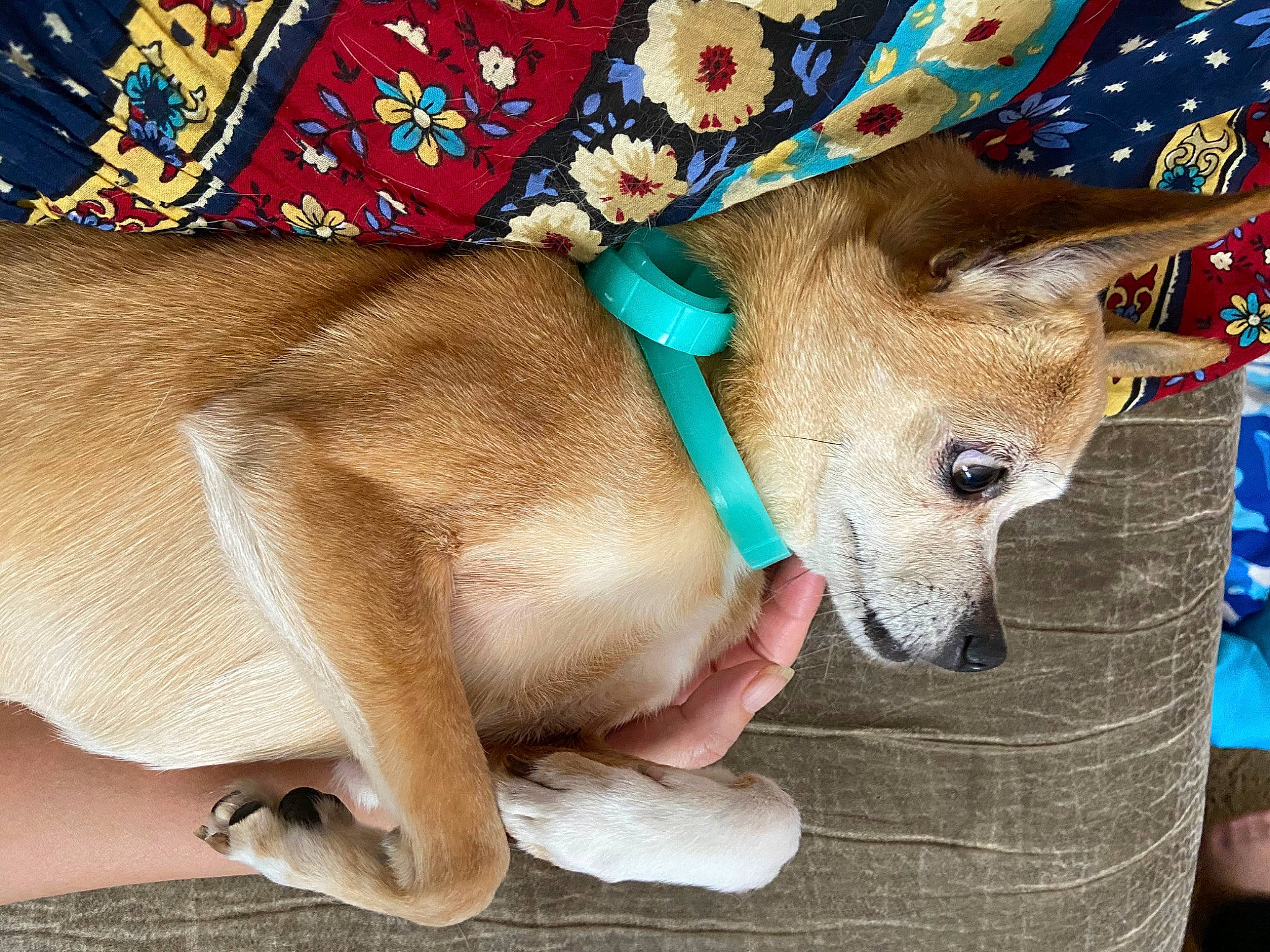 Xochi joined the competition — help win amazing prizes! canidae, carnivore, collar, companion_dog, costume_hat, dog, dog_breed, dog_collar, dog_supply, fashion_accessory, fawn, fedora, fur, hat, pet_supply, snout, sporting_group, sun_hat, whiskers, working_animal