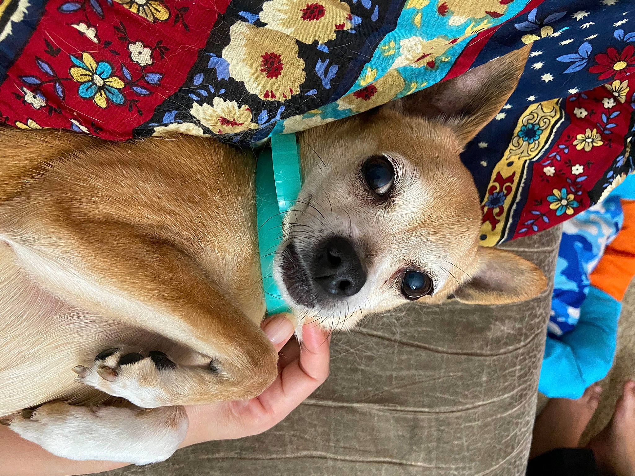 Xochi is registered to the contest to win money with this photo: canidae, carnivore, comfort, companion_dog, costume_hat, dog, dog_breed, dog_supply, fashion_accessory, fawn, fedora, fur, hat, linens, pattern, snout, sporting_group, sun_hat, toy_dog, working_animal