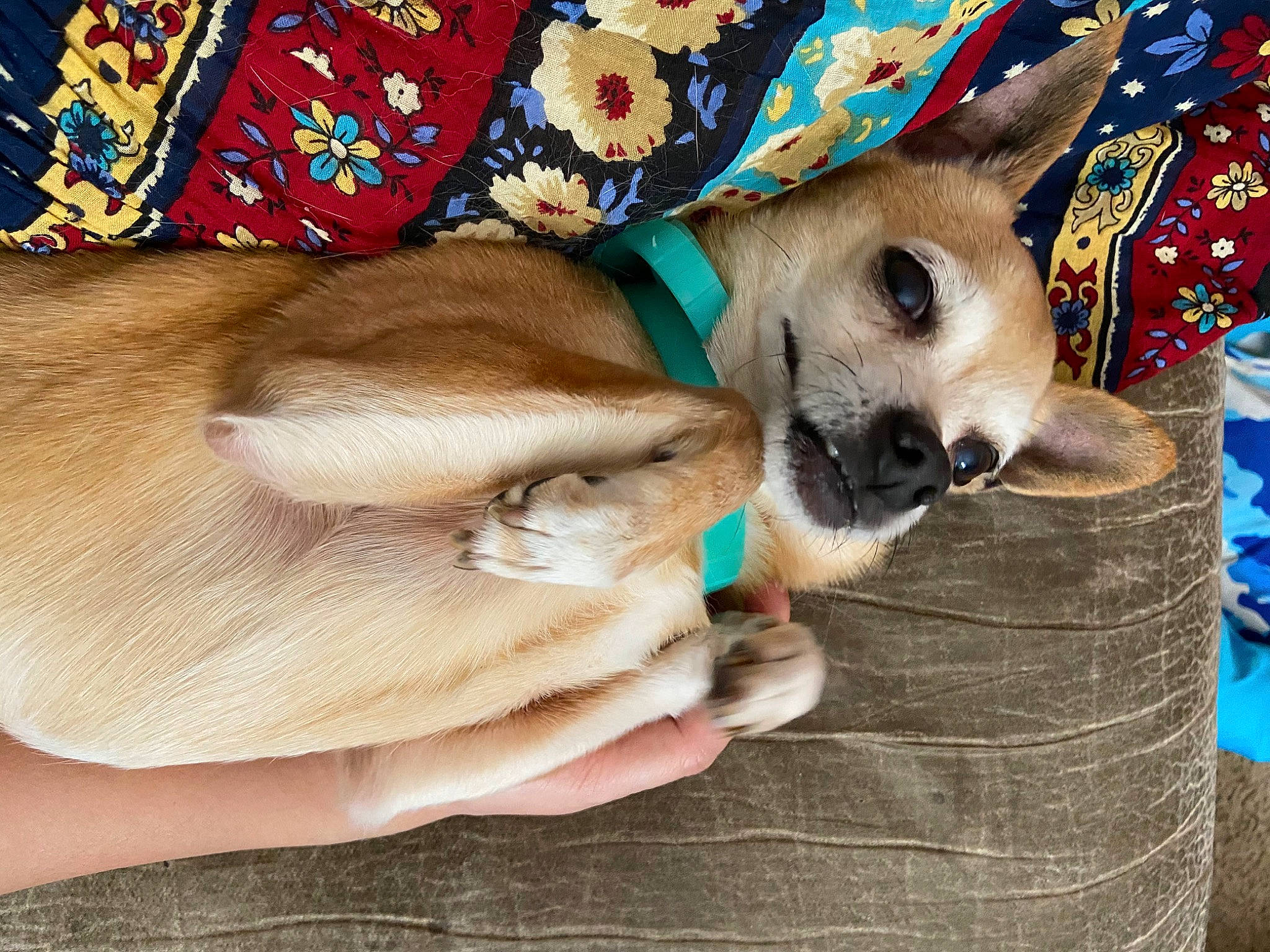 Xochi is registered to the contest to win money with this photo: carnivore, clock, collar, comfort, companion_dog, creative_arts, dog, dog_breed, dog_supply, fawn, fur, hat, linens, pattern, paw, toy_dog, whiskers, working_animal