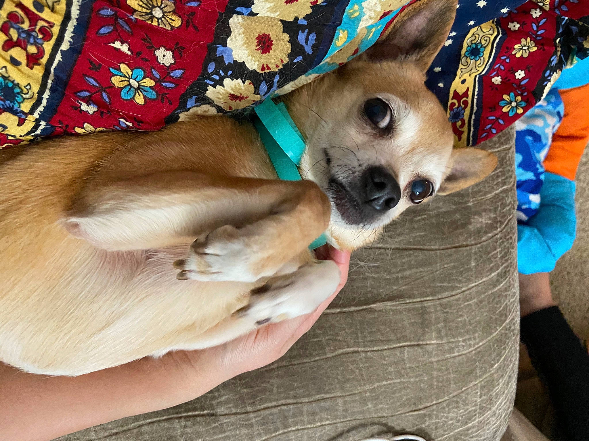 Xochi is registered to the contest to win money with this photo: canidae, carnivore, comfort, companion_dog, dog, dog_breed, dog_clothes, dog_supply, ear, fawn, fur, hat, nail, paw, snout, sporting_group, t_shirt, toy_dog, whiskers, working_animal