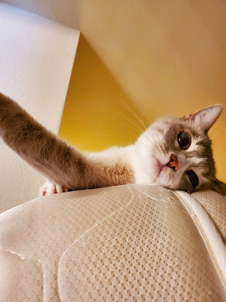 Tempo is registered to the contest to win money with this photo: carnivore, cat, claw, comfort, domestic_short_haired_cat, ear, fawn, felidae, foot, fur, paw, small_to_medium_sized_cats, snout, tail, whiskers