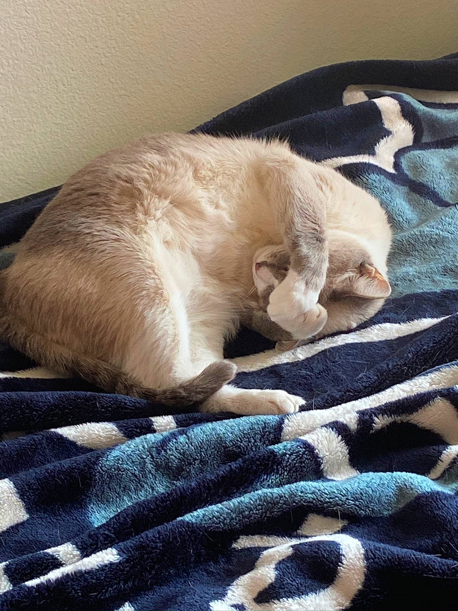 Tempo is registered to the contest to win money with this photo: bed_sheet, bedding, carnivore, cat, comfort, companion_dog, domestic_short_haired_cat, duvet, fawn, felidae, fur, linens, nap, pattern, room, small_to_medium_sized_cats, tail, textile, whiskers, woven_fabric