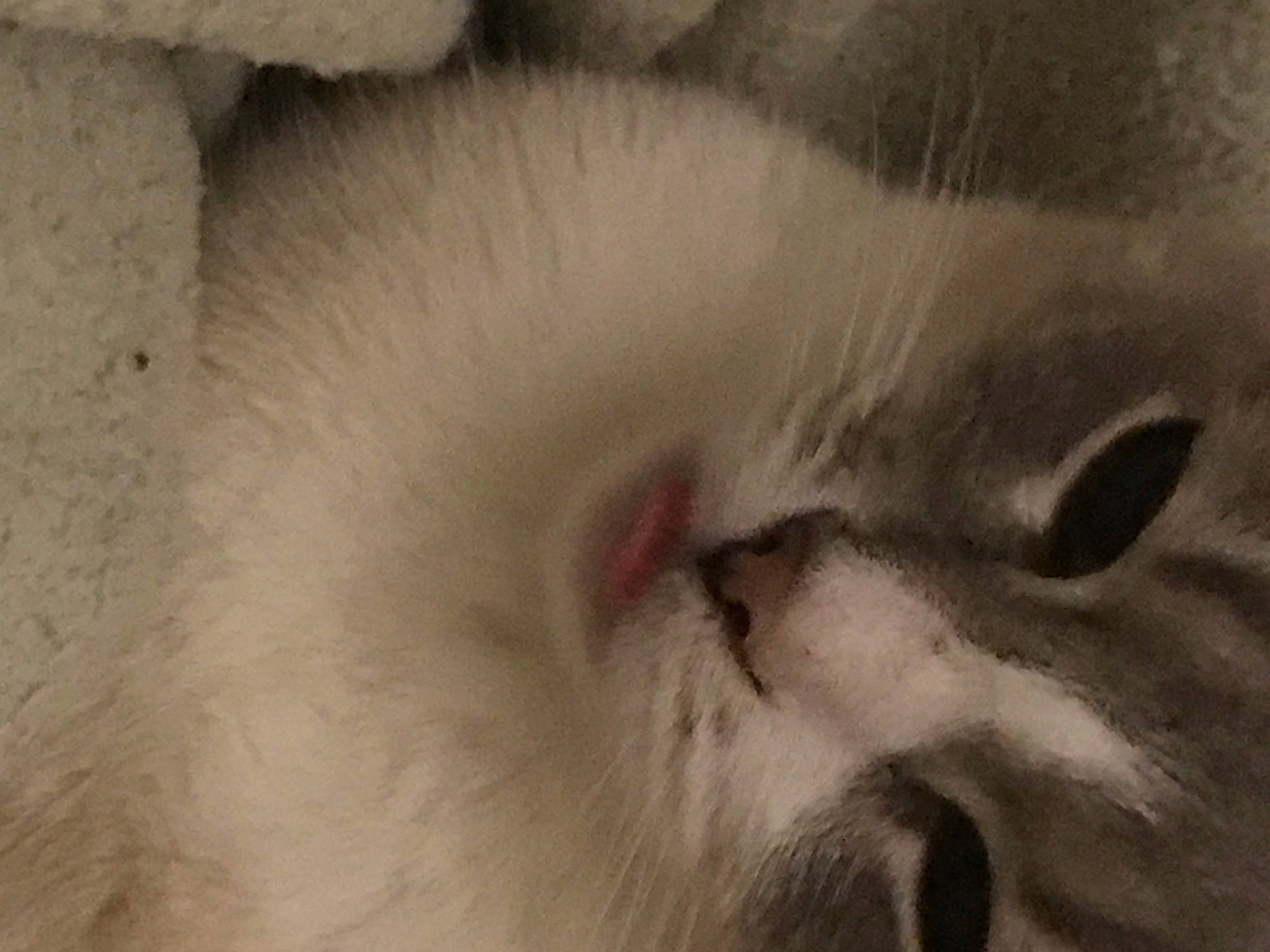 Tempo joined the competition — help win amazing prizes! carnivore, cat, claw, domestic_short_haired_cat, ear, eye, eyebrow, eyelash, felidae, fur, head, iris, paw, small_to_medium_sized_cats, snout, tail, terrestrial_animal, whiskers