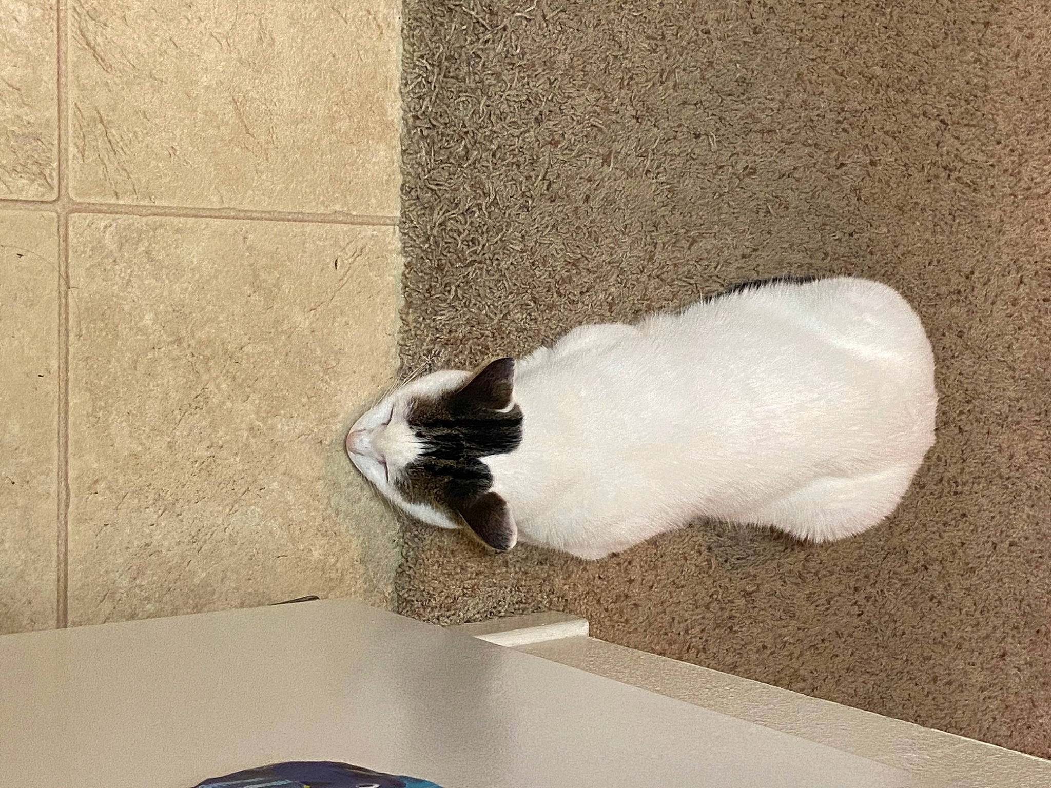 King Julian is registered to the contest to win money with this photo: canidae, carnivore, cat, comfort, companion_dog, concrete, dog_breed, felidae, flooring, fur, hardwood, human_leg, small_to_medium_sized_cats, snout, sporting_group, table, tableware, tail, whiskers, wood