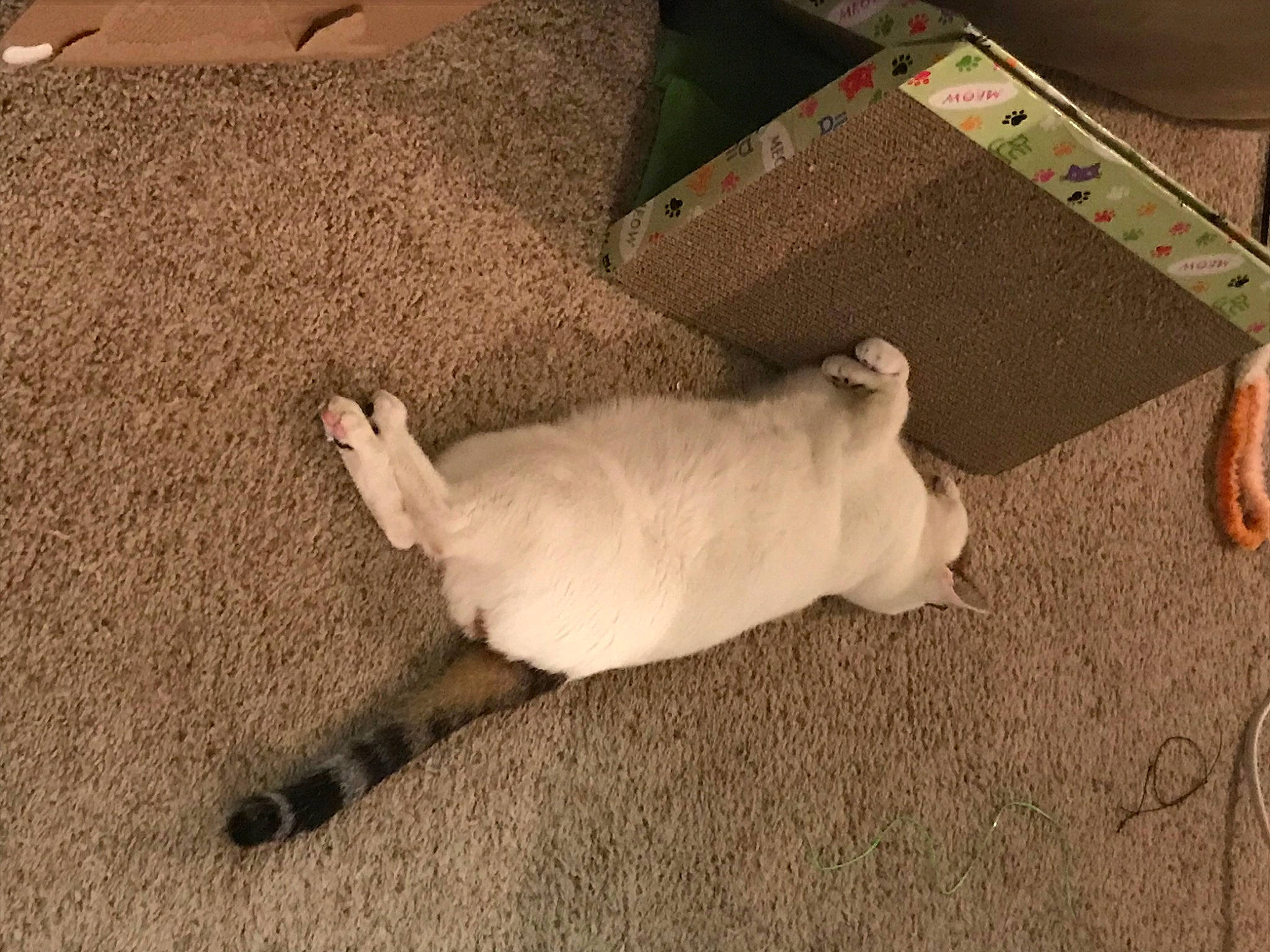 King Julian is registered to the contest to win money with this photo: box, carnivore, cat, comfort, companion_dog, dog_breed, domestic_short_haired_cat, fawn, felidae, flooring, fur, hardwood, paw, room, shipping_box, small_to_medium_sized_cats, tail, terrestrial_animal, whiskers, wood