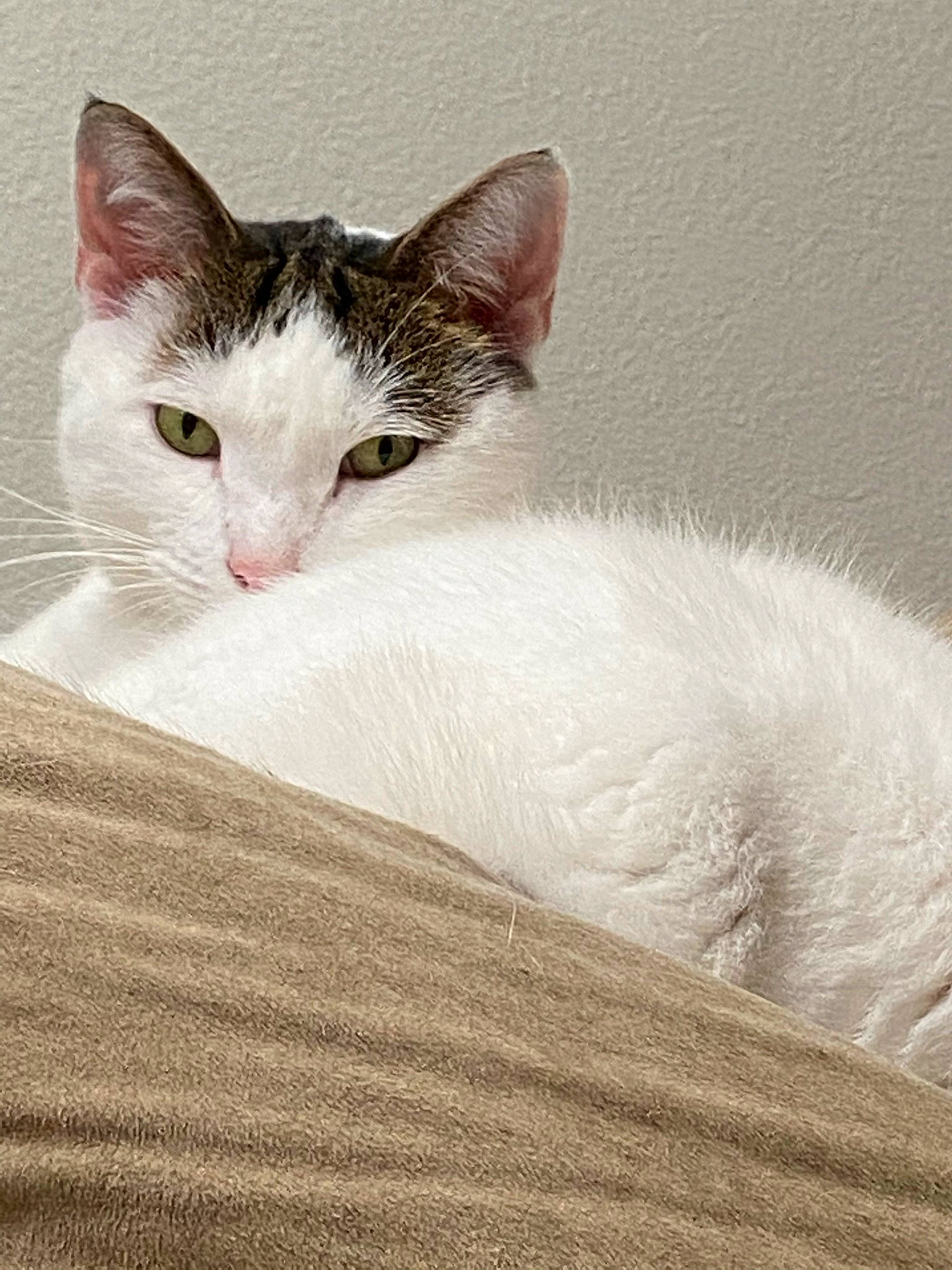 King Julian joined the competition — help win amazing prizes! carnivore, cat, claw, comfort, domestic_short_haired_cat, fawn, felidae, fur, iris, paw, small_to_medium_sized_cats, snout, tail, whiskers