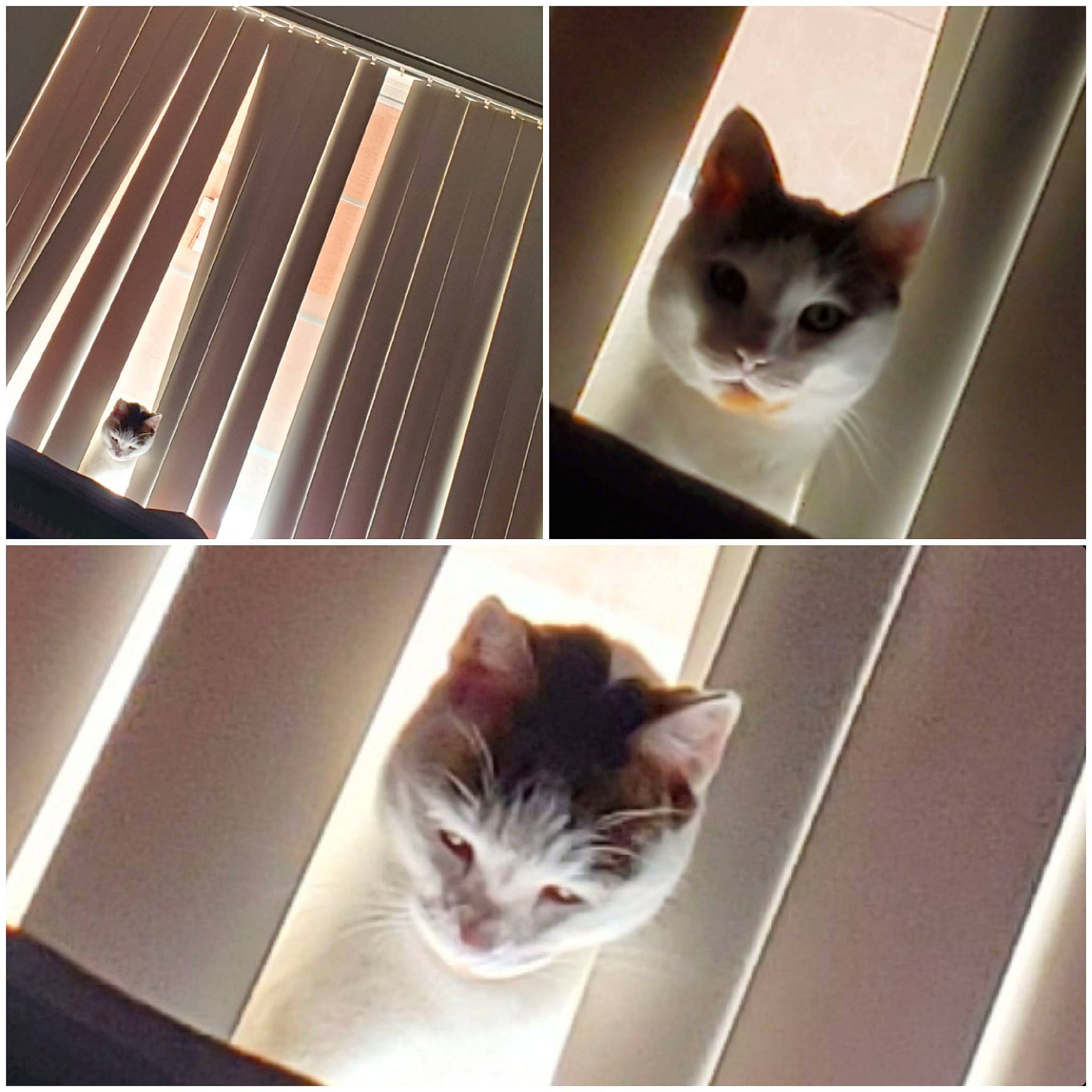 King Julian joined the competition — help win amazing prizes! art, beauty, carnivore, cat, domestic_short_haired_cat, felidae, fur, lighting, line, metal, photo_caption, rectangle, small_to_medium_sized_cats, snapshot, snout, stock_photography, tail, vertebrate, whiskers, wood