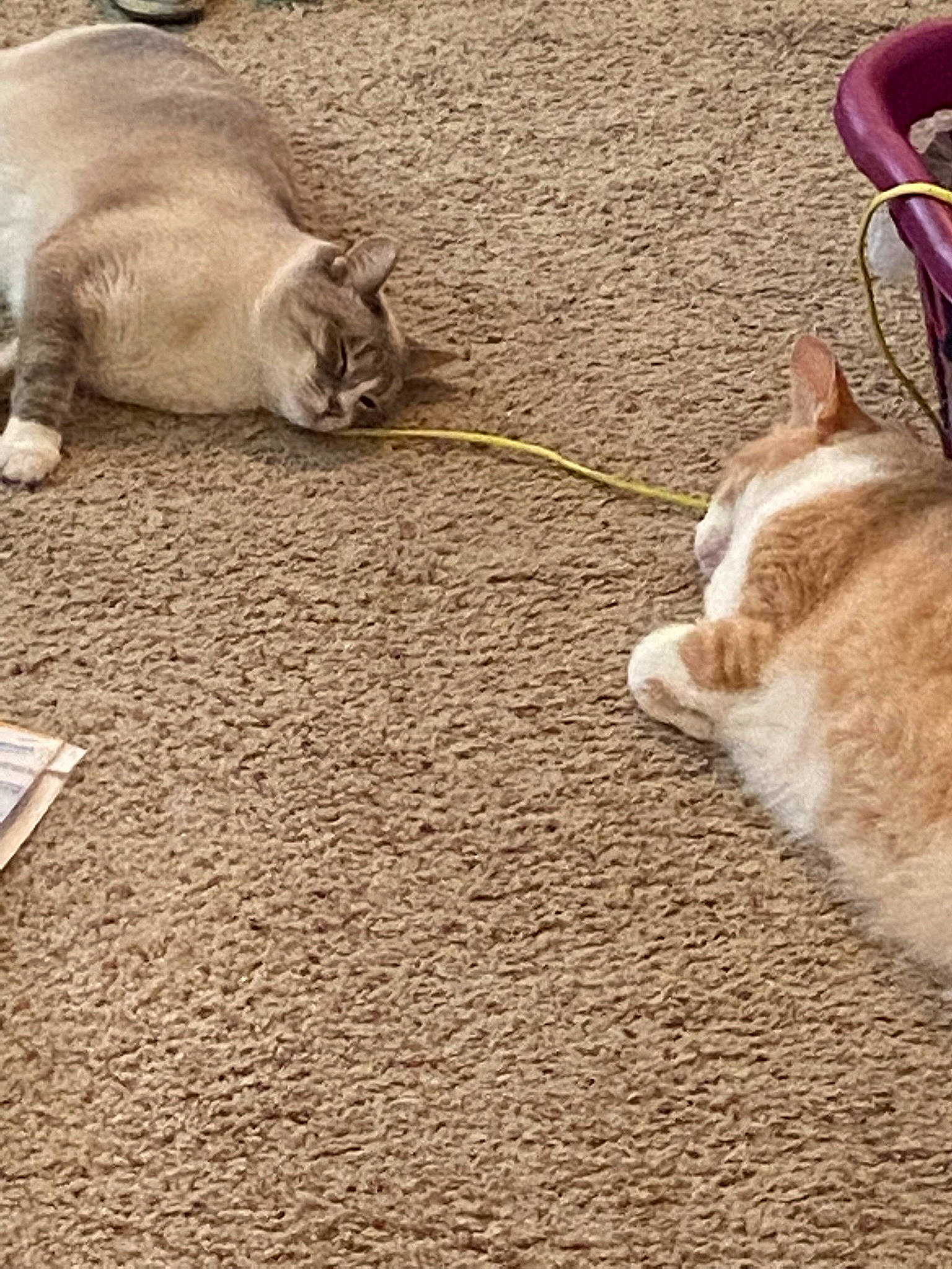 Peanut is registered to the contest to win money with this photo: carnivore, cat, fawn, felidae, floor, flooring, foot, fur, hardwood, human_leg, leg, mammal, road_surface, sidewalk, small_to_medium_sized_cats, snout, tail, vertebrate, whiskers, wood