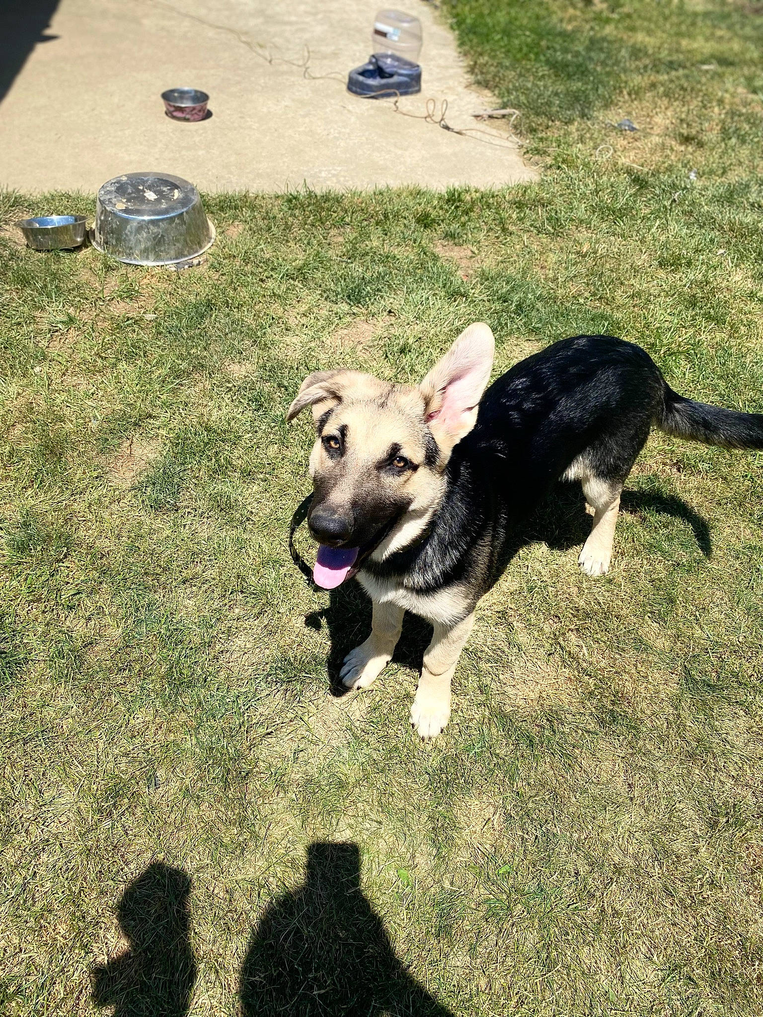 Bae is registered to the contest to win money with this photo: canidae, carnivore, companion_dog, dog, dog_breed, fawn, grass, lawn, leash, non_sporting_group, plant, recreation, shadow, snout, soil, sporting_group, tail, working_animal, working_dog, yard