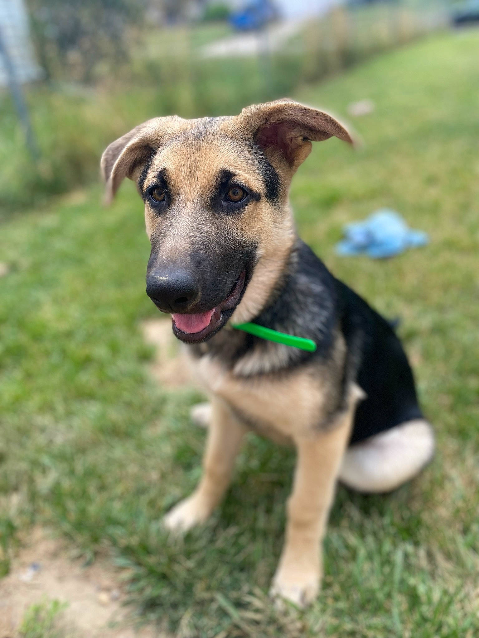 Bae joined the competition — help win amazing prizes! ancient_dog_breeds, canidae, carnivore, collar, companion_dog, dog, dog_breed, dog_collar, dog_supply, fawn, grass, hunting_dog, pet_supply, plant, snout, sporting_group, whiskers, working_animal, working_dog