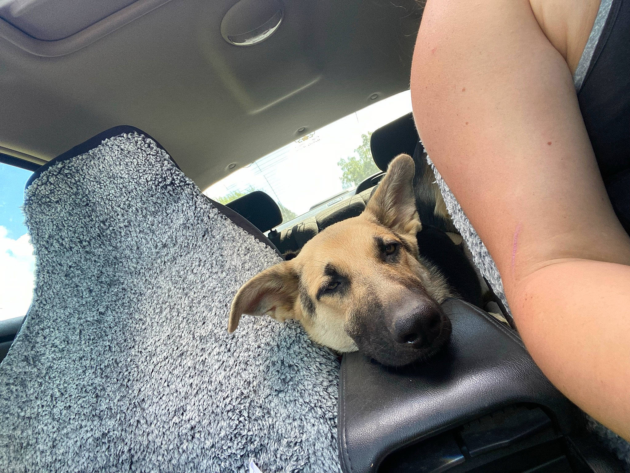 Bae is registered to the contest to win money with this photo: auto_part, automotive_design, automotive_exterior, car, carnivore, comfort, companion_dog, dog, dog_breed, fawn, head_restraint, human_leg, personal_luxury_car, snout, thigh, tints_and_shades, vehicle, vehicle_door, window, windshield