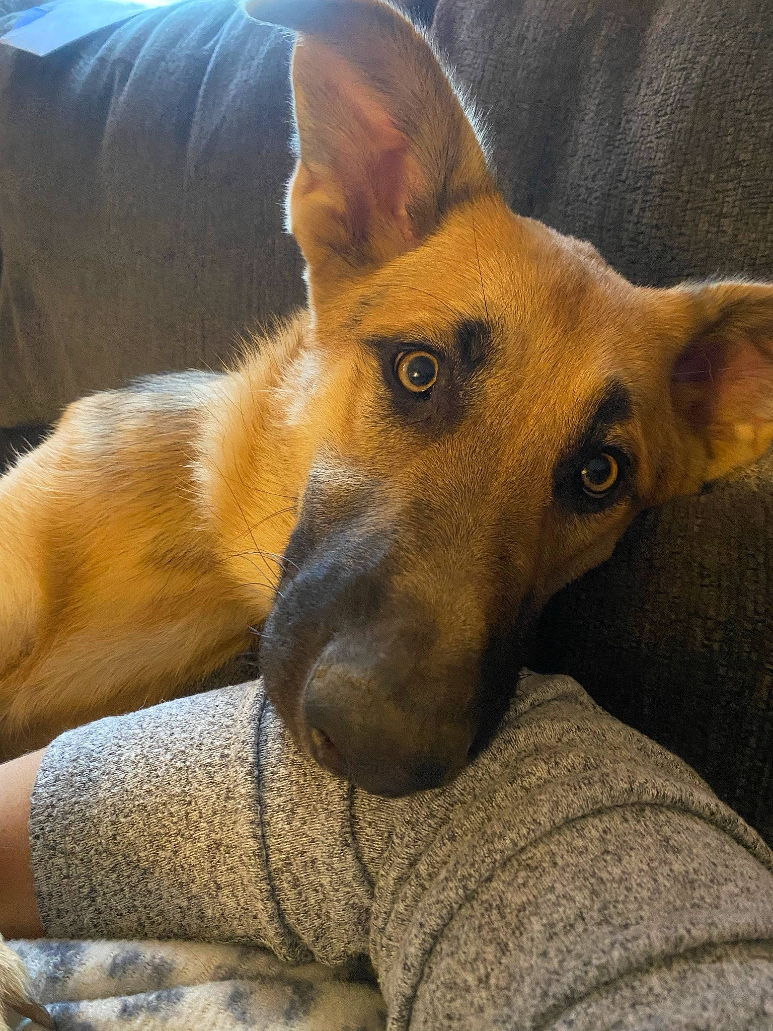 Skye is registered to the contest to win money with this photo: canidae, carnivore, comfort, companion_dog, dog, dog_breed, dog_sports, ear, fawn, fur, guard_dog, hound, jaw, sighthound, snout, sporting_group, terrestrial_animal, whiskers, working_animal, working_dog