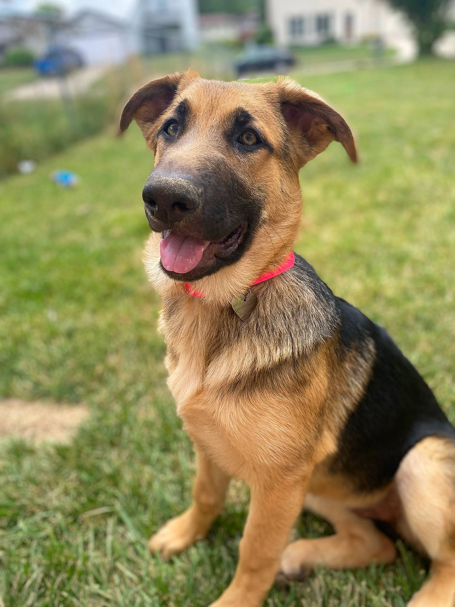 Skye joined the competition — help win amazing prizes! canidae, carnivore, collar, companion_dog, dog, dog_breed, dog_collar, fawn, fur, grass, guard_dog, hunting_dog, leash, pet_supply, plant, snout, sporting_group, tree, working_animal, working_dog