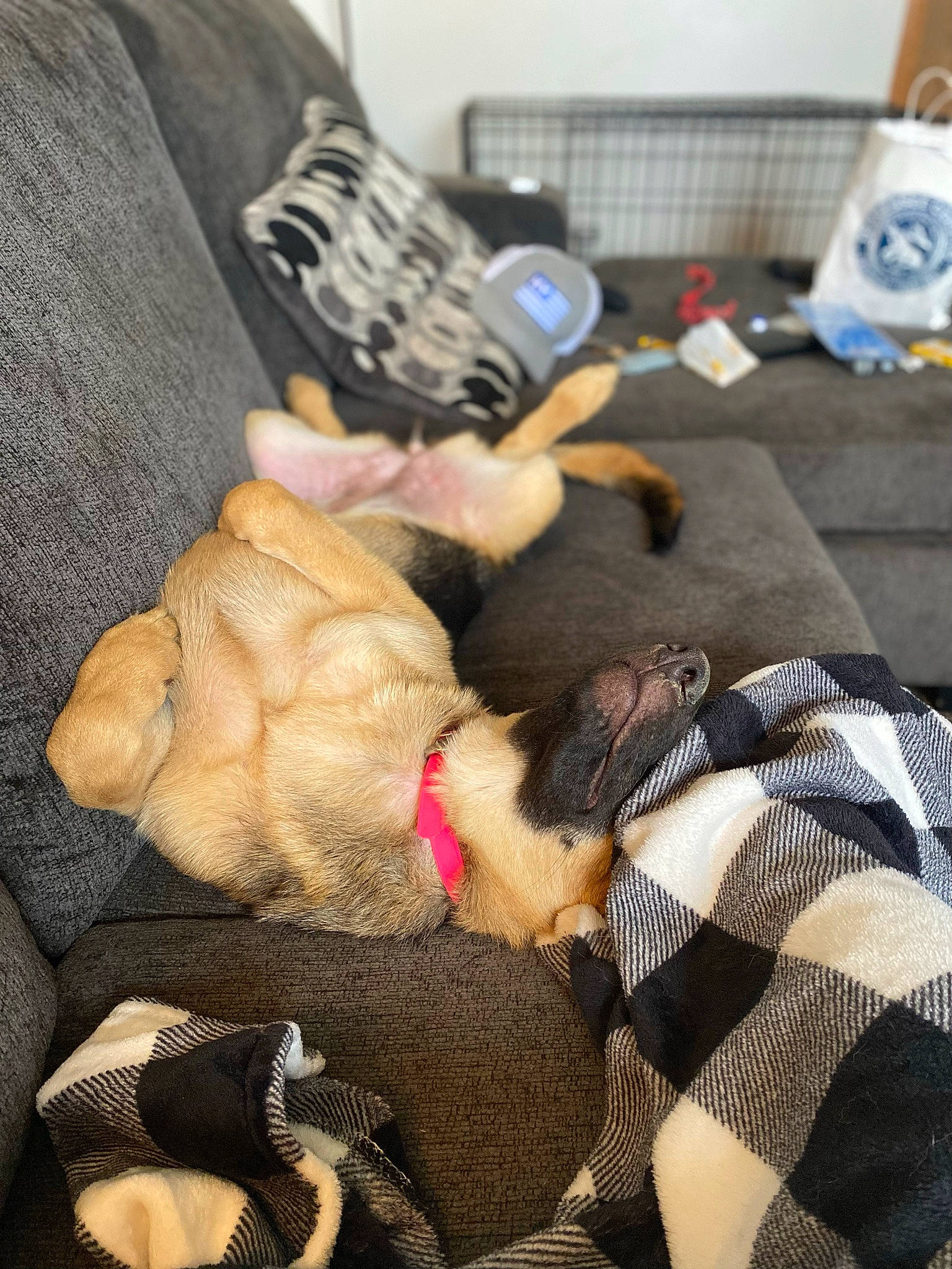 Skye is registered to the contest to win money with this photo: bag, bedding, comfort, fashion_accessory, fur, human_leg, knee, linens, nail, pattern, plaid, room, tartan, textile, thigh, thread, thumb, wool, woolen, wrist