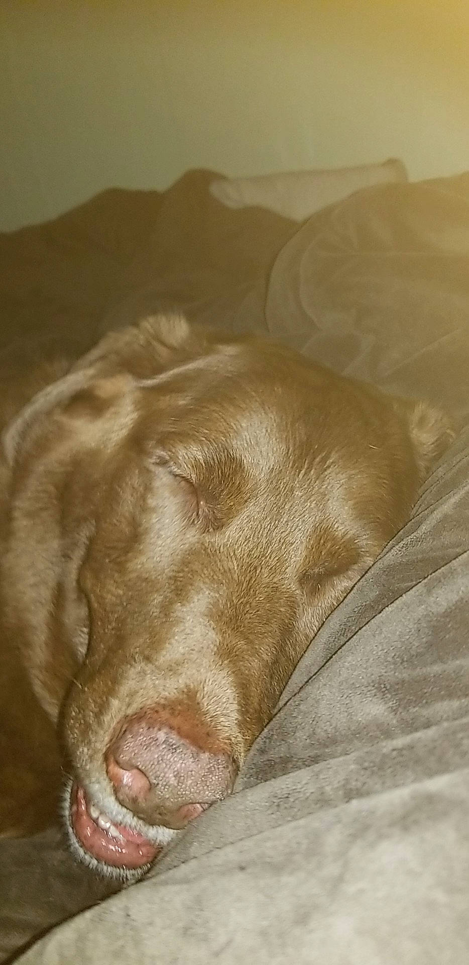 Maggie is registered to the contest to win money with this photo: canidae, carnivore, dog, dog_breed, ear, fawn, hunting_dog, labrador_retriever, liver, nose, pointer, pointing_breed, snout, sporting_group, vizsla, weimaraner