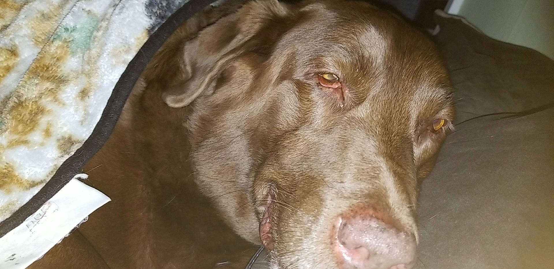 Maggie joined the competition — help win amazing prizes! canidae, carnivore, chesapeake_bay_retriever, dog, dog_breed, ear, hunting_dog, labrador_retriever, liver, mammal, nose, pointing_breed, retriever, snout, sporting_group, vertebrate, weimaraner