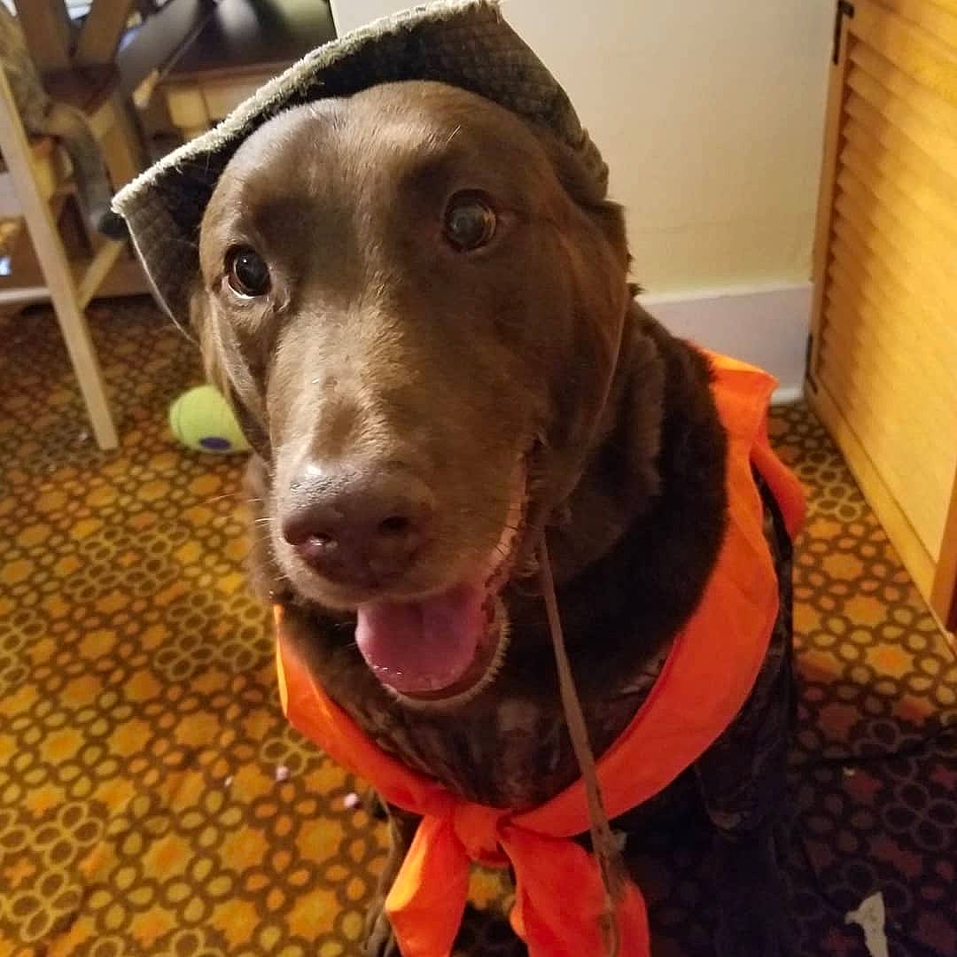 Maggie is registered to the contest to win money with this photo: beagador, canidae, carnivore, dog, dog_breed, dog_collar, ear, german_shorthaired_pointer, head, hunting_dog, labrador_retriever, liver, mammal, nose, pointer, pointing_breed, retriever, snout, sporting_group, weimaraner