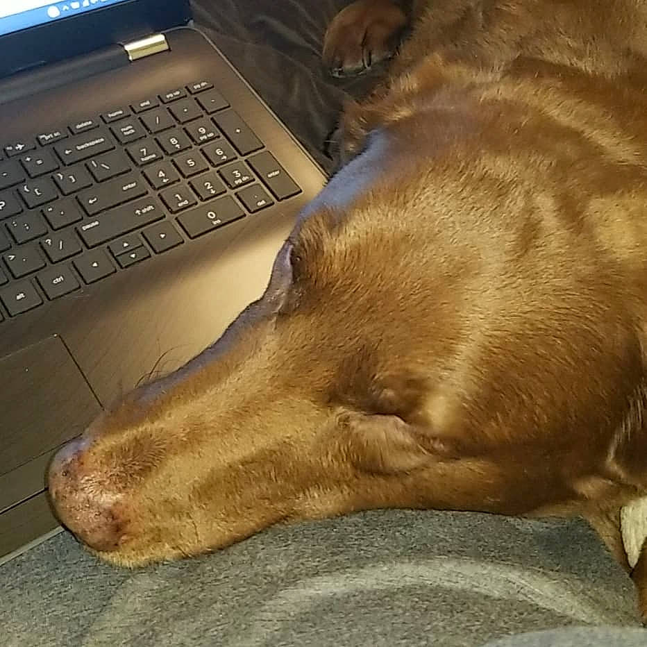 Maggie is registered to the contest to win money with this photo: canidae, carnivore, companion_dog, dog, dog_breed, fawn, irish_setter, liver, paw, snout, sporting_group, vizsla