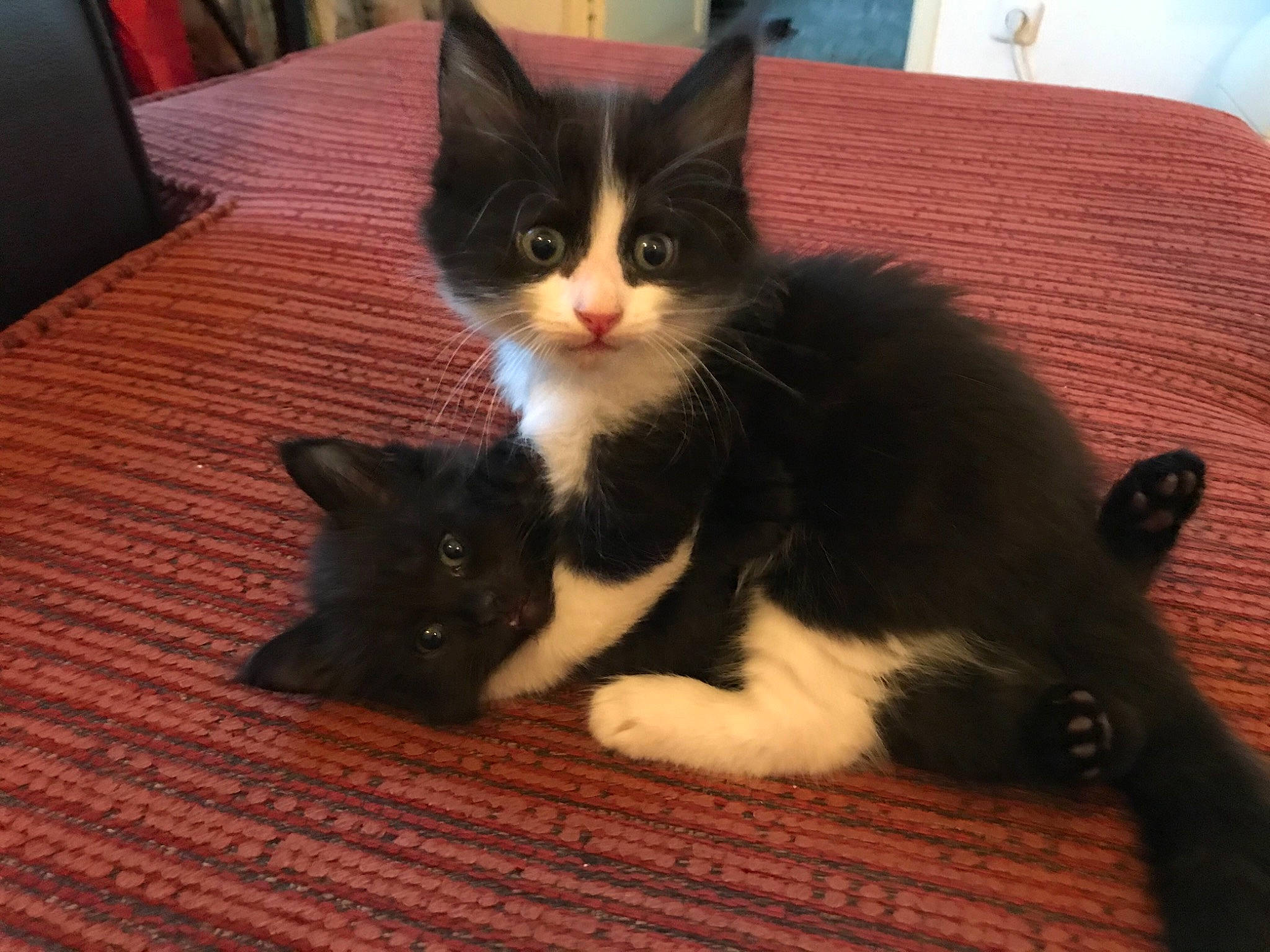 Bueno participe au concours pour gagner de l'argent avec cette photo : black_cat, carnivore, cat, claw, comfort, domestic_short_haired_cat, felidae, flooring, formal_wear, fur, hardwood, paw, sitting, small_to_medium_sized_cats, snout, tail, whiskers, wood, wood_flooring