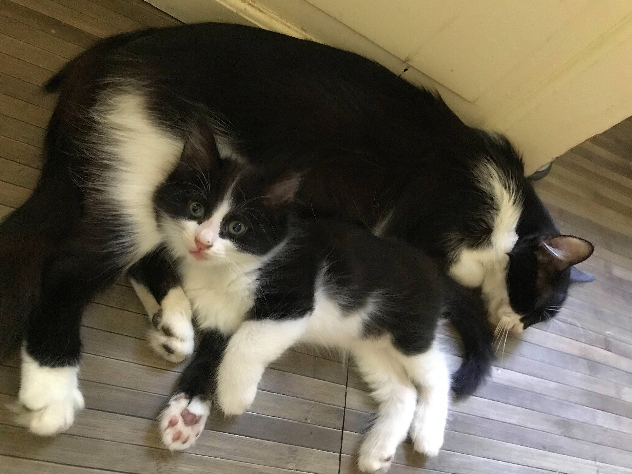 Bueno a rejoint le concours — aidez-le/la à gagner de superbes lots ! carnivore, cat, claw, comfort, companion_dog, dog_breed, domestic_short_haired_cat, felidae, flooring, foot, fur, hardwood, paw, small_to_medium_sized_cats, snout, sporting_group, tail, terrestrial_animal, whiskers, wood