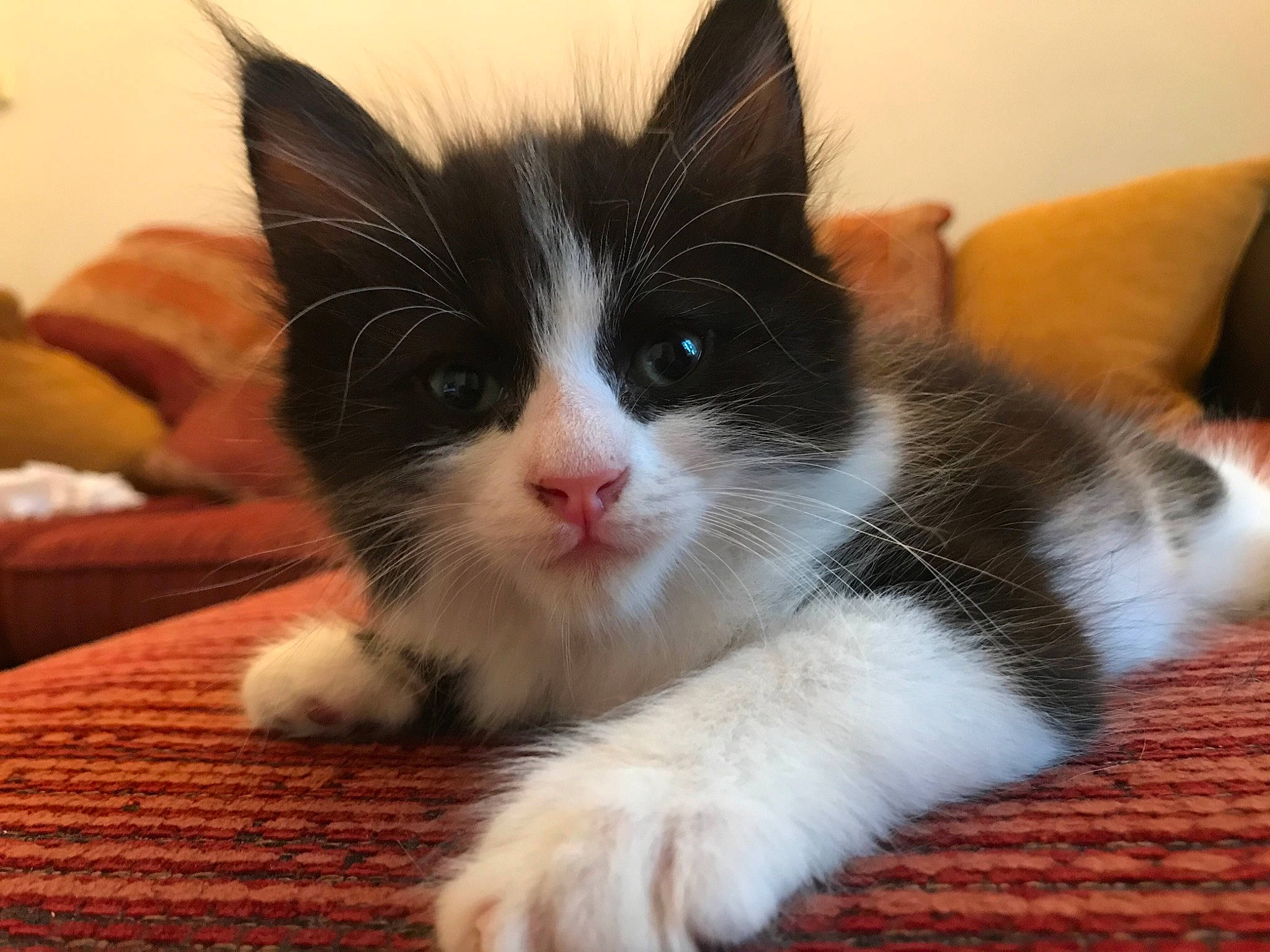 Bueno a rejoint le concours — aidez-le/la à gagner de superbes lots ! carnivore, cat, claw, comfort, domestic_short_haired_cat, felidae, flooring, foot, fur, hardwood, paw, small_to_medium_sized_cats, snout, tail, whiskers