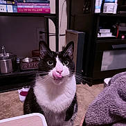 Mikey joined the competition — help win amazing prizes! cat, black_and_white, tongue_out, indoor, floor, bookshelf, books, container, pet_food_bowl, whiskers, eyes, fur, tile_floor, sitting, pet, cozy, shelf, household, furniture, cute