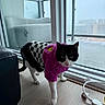 Mikey is registered to the contest to win money with this photo: cat, indoor, pet, animal, black_and_white, sweater, clothing, wooden_floor, glass_door, balcony, rainy, window, curious, walking, cozy, feline, domestic_animal, home, floor, closeup