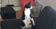 Mikey joined the competition — help win amazing prizes! cat, tuxedo_cat, sofa, furniture, indoor, sitting, curious, pet, black_and_white, household, shelf, electronics, chair, cushion, living_room, carpet, cords, plastic_container, home, relaxed