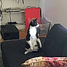 cat, tuxedo_cat, sofa, furniture, indoor, sitting, curious, pet, black_and_white, household, shelf, electronics, chair, cushion, living_room, carpet, cords, plastic_container, home, relaxed