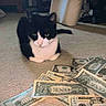 Mikey is registered to the contest to win money with this photo: cat, black_and_white, money, dollar_bills, carpet, indoor, animal, pet, currency, floor, domestic_cat, feline, cash, home, curious, sitting, whiskers, paw, loose_money, counting